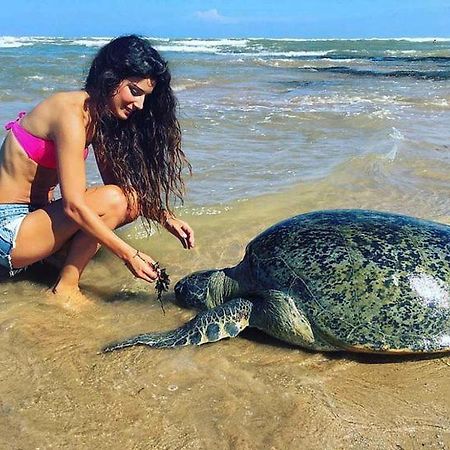 Отель Turtle Bay Хиккадува Экстерьер фото